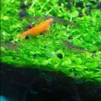 میگو زینتی|ماهی|ملایر, |دیوار