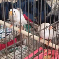 فنچ کینگ اخمو