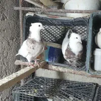 طوقی کفتر فروشی