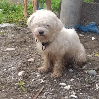 واگذاری سگ شیتزو