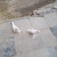 یک جفت  کفتر پر پا جفتی ۳۰۰۰۰۰۰