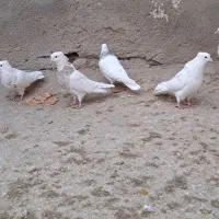 طوقی درجه یک