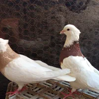 طوقی نروماده سرخ و زرد