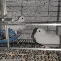 کبوتر زینتی