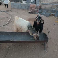 بز روزگاری