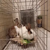 خرگوش|موش و خرگوش|خرم‌آباد, |دیوار