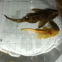 ۳عدد کت پوزه بوته ای باهم
