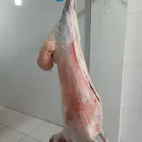 قصابی برادران کرمی نمره ۲ با کالابرگ