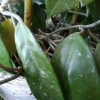 گل و گیاه آپارتمانی و گل بابا آدم|گل و گیاه طبیعی|تبریز, |دیوار