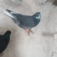 کبوتر پرشی کله سیاه،سبز ،زاغ ،دمسفیدو طوقی|پرنده|مشهد, گلبرگ|دیوار