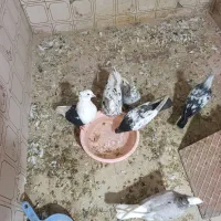 کبوتر