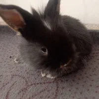 بچه خرگوش لوپ ملوس|موش و خرگوش|سبزوار, قدس|دیوار