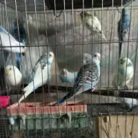 مرغ عشق|پرنده|بهارستان, |دیوار