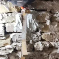 کبوتر موشی گمشده