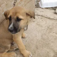 سگ پیت بول سه ماه خوشگل|سگ|صومعهسرا, |دیوار