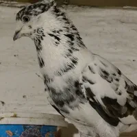 کفتر|پرنده|ابریشم, |دیوار