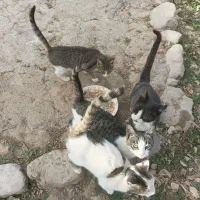 فروش گربه خانگی|گربه|آبکوه, |دیوار