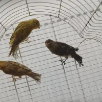 ۳عدد قناری آواز خوان