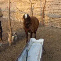نر همو و ماده همو|حیوانات مزرعه|مشهد, موسوی قوچانی|دیوار