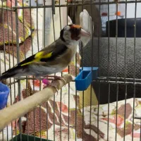 سه عدد سهره