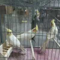 عروس هلندی جوان