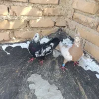 فروشی|پرنده|امیدیه, |دیوار