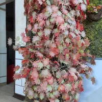 درختچه زیبا