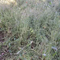 فروش شه وری