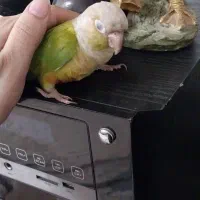 طوطی گرینچیک|پرنده|احمدآبادمستوفی, |دیوار