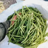 لوبیا چید امروز