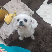 شیتزو فلت اصل مینیاتوری سایز ریز|سگ|پرند, فاز ۳|دیوار