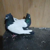 *کبوترسینه ای*طوقی*فقط جوجه ها