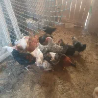 تعدادی جوجه مرغ و خروس به فروش میرسد|حیوانات مزرعه|بسطام, |دیوار