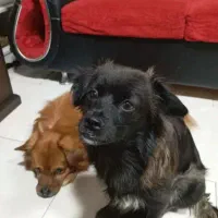 سگ گمشده (3میلیون تومان مژدگانی)