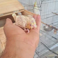 عروس هلندی سرلاکی|پرنده|مرودشت, ژیان|دیوار