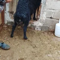 گوسفند شیشگ|حیوانات مزرعه|لیلان, |دیوار