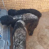 فروش سه عدد بره ته کم سن و سال تخمی|حیوانات مزرعه|خانمیرزا, |دیوار