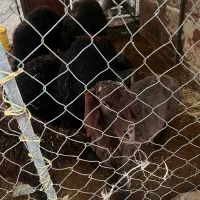 بره شیشک و بره قوچ|حیوانات مزرعه|ماهدشت, |دیوار