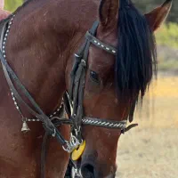 اسب نریان|اسب و تجهیزات اسب‌سواری|اصفهان, شهرک کاوه|دیوار