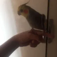 عروس هلندی|پرنده|خسروشاه, |دیوار