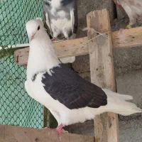 کبوتر خارجی و ایرانی|پرنده|سیمین شهر, |دیوار