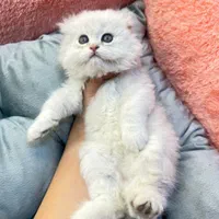 گربه پسر و دختر (شمیرانی کت)|گربه|کرج, گوهردشت|دیوار