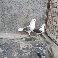 کفتر فروشی|پرنده|ماهدشت, |دیوار