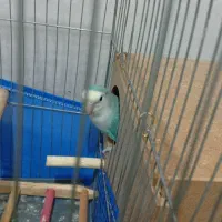 جفت اوپال|پرنده|تهران, شهید رجایی|دیوار