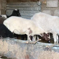 فروش هشت عدد بره نر و ماده بز|حیوانات مزرعه|یزد, |دیوار