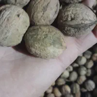 گردو کیلویی ۸۵۰ و معاوضه با نیم دانه هاشمی