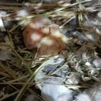 کبوتر ماده