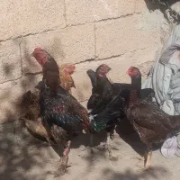 خروس لاری دوساله