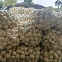خریدار سیب زمینی و پیاز از سرزمین