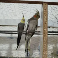 عروس هلندی|پرنده|چناران, |دیوار